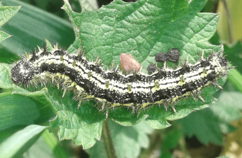 Nymphalidae : bruchi di Aglais urticae